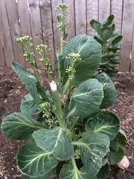 Water and feed brussels sprouts throughout the growing season. Brussel Sprouts Flowering 448881 Ask Extension