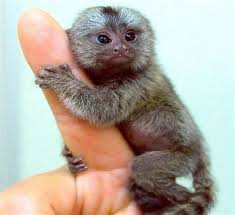 However, this will depend on the monkey's age, rarity and temperament. A Finger Monkey The Complete Guide Therapy Pet