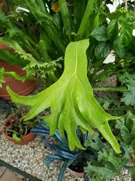 Image result for Grammitis