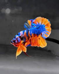 Image result for Coccinia barteri