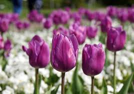 Address, alter botanischer garten reviews: Botanischer Garten Kiel Nordtipps