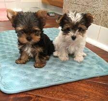 Yorkie Puppies For Sale Yorkie Pups Of Texas Yorkie Puppy For Sale Yorkie Puppy Care Teacup Yorkie Puppy