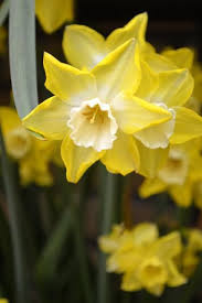 Pin On Daffodils By Dutchgrown Fall Planting For Spring Pleasure