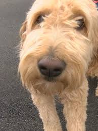 New york albany, ny allentown altoona annapolis baltimore binghamton boston cape cod catskills central nj cumberland val delaware eastern ct eastern shore eastern wv elmira favorite this post oct 15. Stolen And Sold Goldendoodle Raises Craigslist Concerns Wham