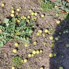 Image result for Cucumis myriocarpus