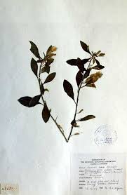 Image result for Reinwardtia indica