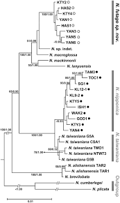 Image result for Nervilia adolphi