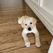 We did not find results for: Susana Labradors 32 Photos 55 Reviews Pet Groomers 4212 E Los Angeles Ave Simi Valley Ca Phone Number