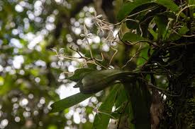 Image result for Aerangis splendida