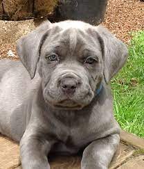 Blue Cane Corso Mastiff Puppies For Sale Mastiff Puppies Mastiff Puppies For Sale Cane Corso