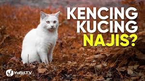 Makanan kucing terbaik untuk kucing kesayangan anda? Kucing Dalam Islam Kencing Kucing Najis Poster Dakwah Yufid Tv Youtube