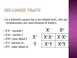 A tool that helps show all possible allelic combinations. Do Now Do The Dihybrid Cross On Your