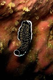 Image result for Phyllocosmus lemaireanus