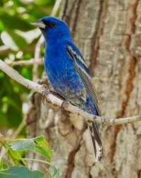 Image result for Passerina