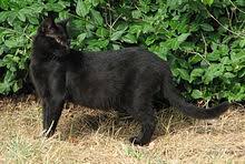 And even bears, puff aders black mambas…and get this no license required. Black Cat Wikipedia