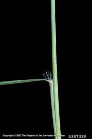 Image result for Eragrostis curvula