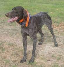 A Black With Grey And White Ticked German Shorthaired Pointer Is Standing In Patchy Grass German Shorthaired Pointer Dog German Shorthaired Pointer Pointer Dog