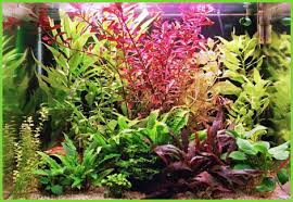 Результат пошуку зображень за запитом багатоклітинні водорості