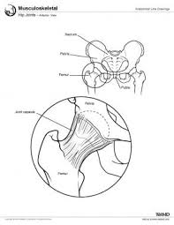 hip joint anatomy overview gross anatomy