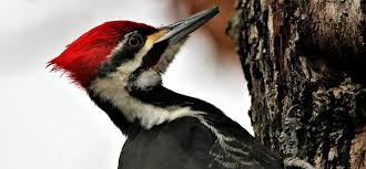 Free quotes from approved local woodpecker damage repair pros. How To Stop Birds From Pecking On Your House Whirlybird