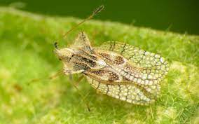 Corythucha ciliata preferă oraşele mari. Cum Sa Scapi De Tigrul De Platan Metode Naturale De A Ne Proteja Impotriva Intepaturilor Cumsa Ro