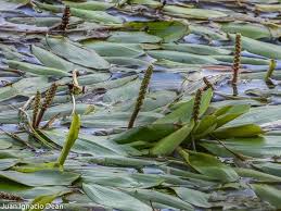 Image result for Potamogeton nodosus