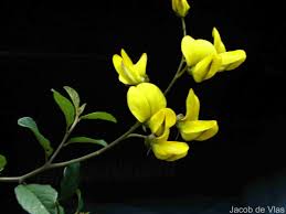 Image result for Crotalaria spinosa