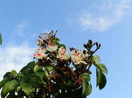 Image result for Tessmannia burttii