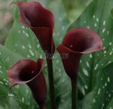 Calla Lily Terracota Orange Flowers Orange Flowers Dark Orange Bulk Flowers Calla Lily Colors Calla Lily Mini Calla Lilies