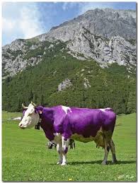 Coffee machine manufacturers australian cattle farms. Panoramio Photo Of Milka Cow Spotted In Austria Cow Spots Milka Cow Purple Cow