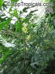 Image result for Solanum sp. A