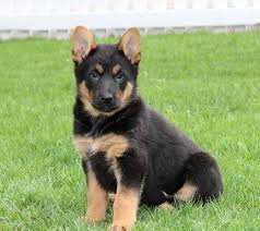 They are sold with limited registration. German Shepherd Puppies For Sale Craigslist Fresno Pets Lovers
