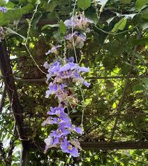 Image result for Thunbergia vogeliana