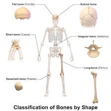 Long bones of the leg include the femur, tibia, fibula, metatarsals, and phalanges. Skeletal Long Bone Short Bone Diagram Reinvent Your Wiring Diagram