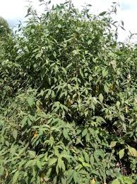 Image result for Gutenbergia cordifolia