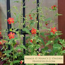 Image result for Pavonia rogersii