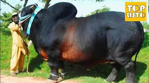 Top 10 Biggest Bulls In The World Giant Bulls Cow Unusual Animals Animals Wild Animals Beautiful