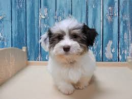 Havanese Dog Female White Chocolate 2854726 Petland Racine Wi