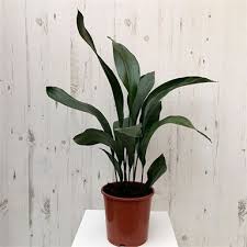 200mm Cast Iron Plant Aspidistra Elata Bunnings Warehouse Cast Iron Plant Iron Plant Making Plant Pots