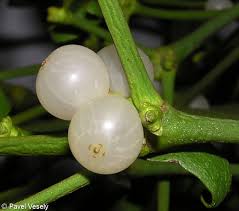 Image result for Viscum subserratum