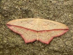 Image result for Timandra griseata