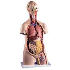 One way is to group them by their location on the anterior, lateral, and posterior regions of the body, but they can also be classified by anatomical. Standard Human Sexless Torso Anatomy Model Health Edco