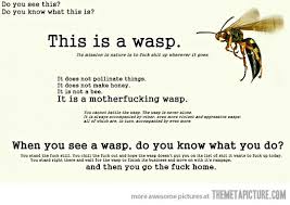 What To Do When You See A Wasp Wasp Haha Funny Just For Laughs