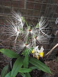 Image result for Habenaria