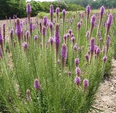 Image result for Pycnostachys schliebenii