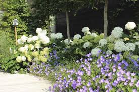 Pflanzenkombination In Weiss Und Blau Hortensien Und Storchschnabel Garten Garten Design Hortensien Garten
