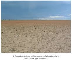 Image result for Salsola rabieana