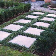 Pin By Rosemary Passantino On Landscaping Dwarf Mondo Grass Mondo Grass Grass Between Pavers