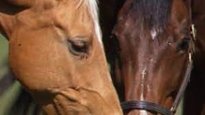 The Solitary Horse The Horse Owner S Resource