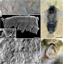 Concerned about the impact of your recent bed bug, flea or termite infestation? Fossil Calibrations For The Arthropod Tree Of Life Biorxiv